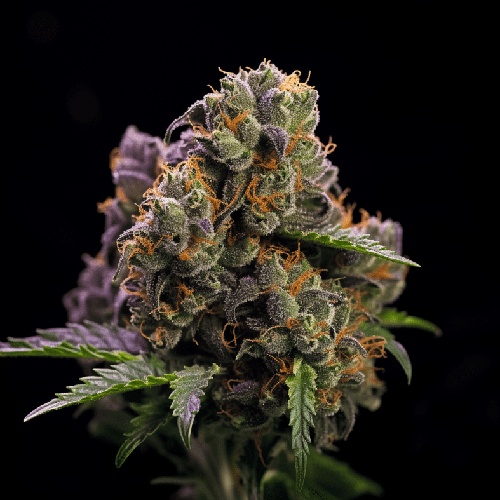 Imagen de la variedad de cannabis Black Diamond