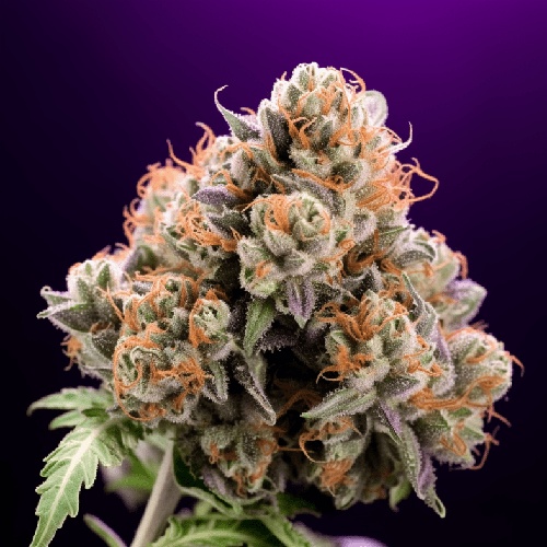 Blueberry image