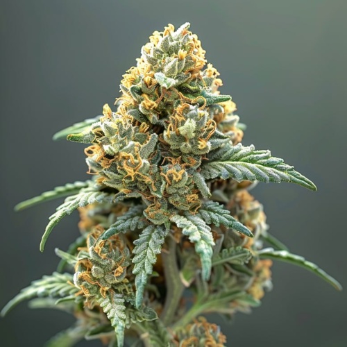 Imagen de Watermelon Zkittlez